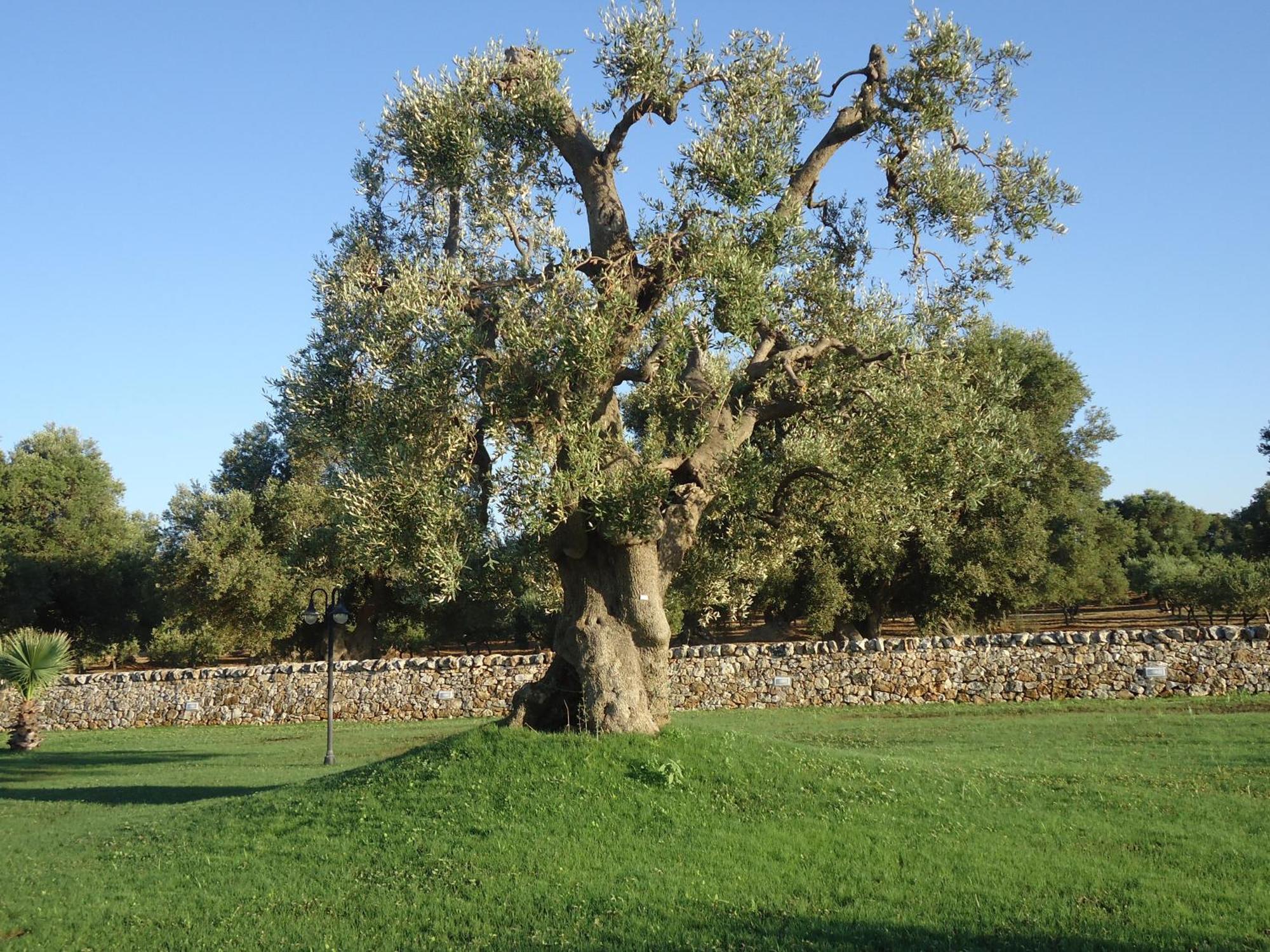 Masseria Valente Ostuni Exterior photo